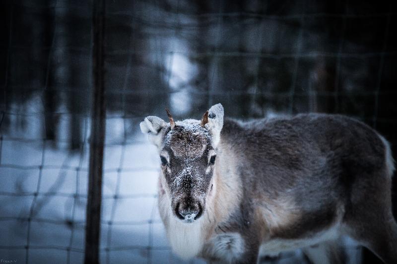 Suomu Chalets Suomutunturi エクステリア 写真